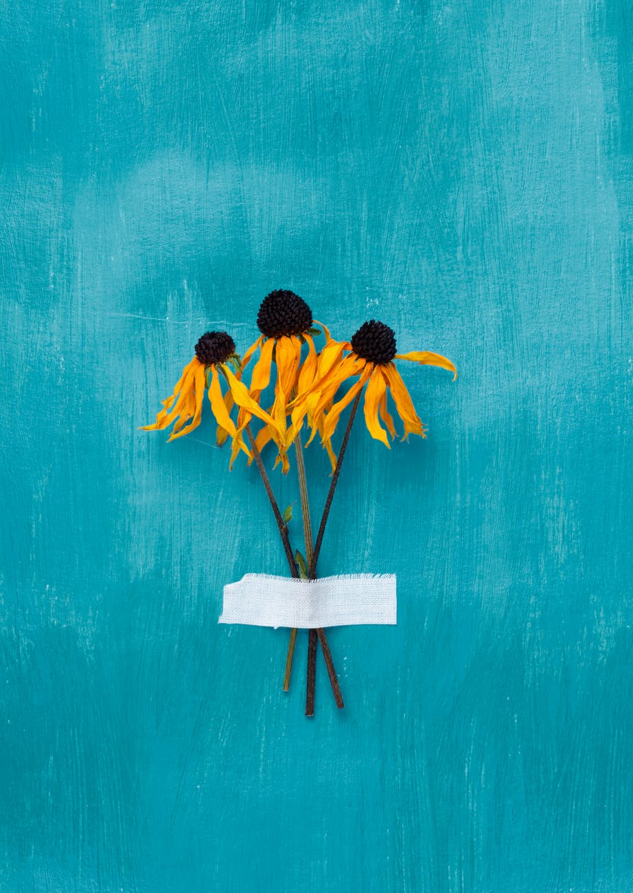 dried yellow flowers taped to blue wall