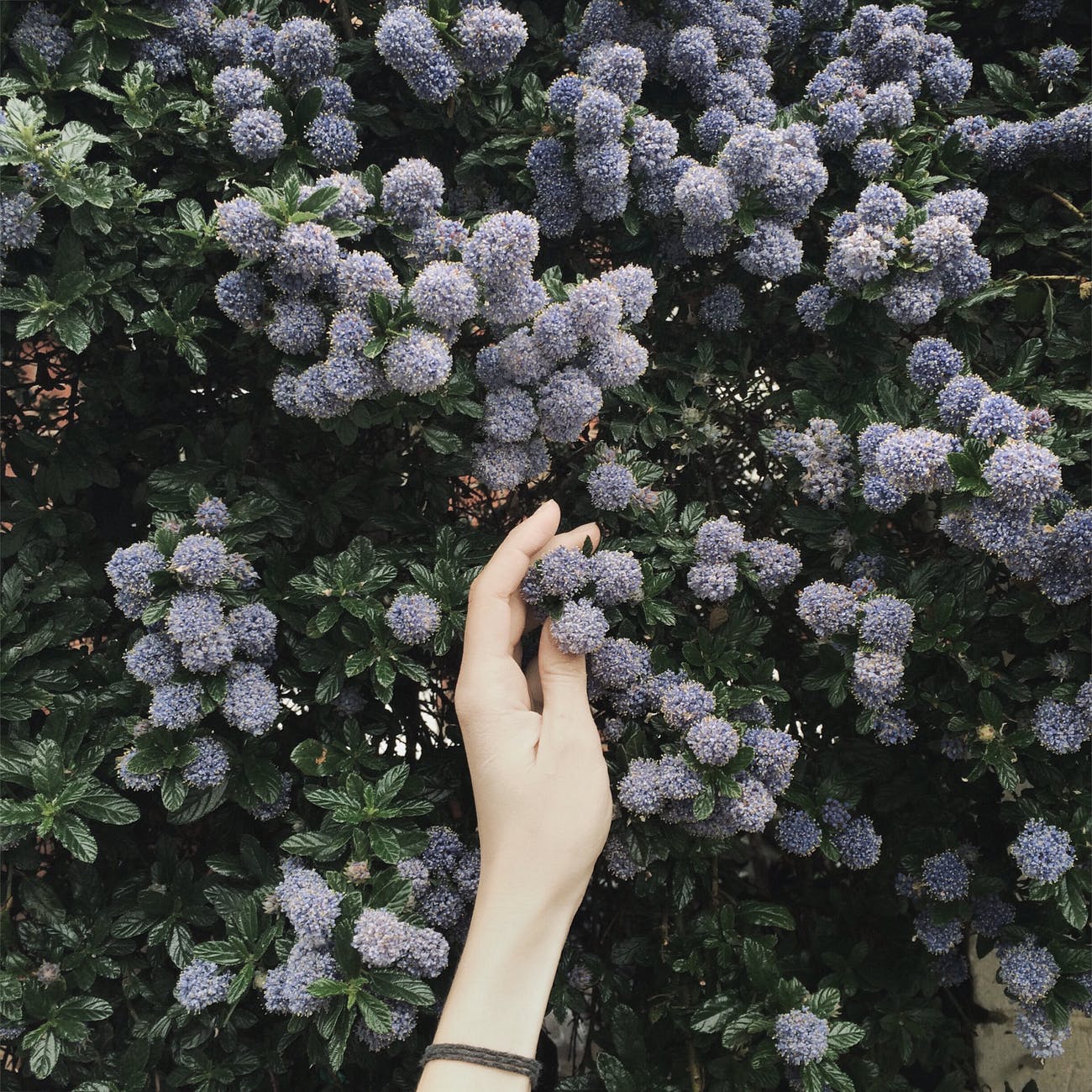 person touching blue flower