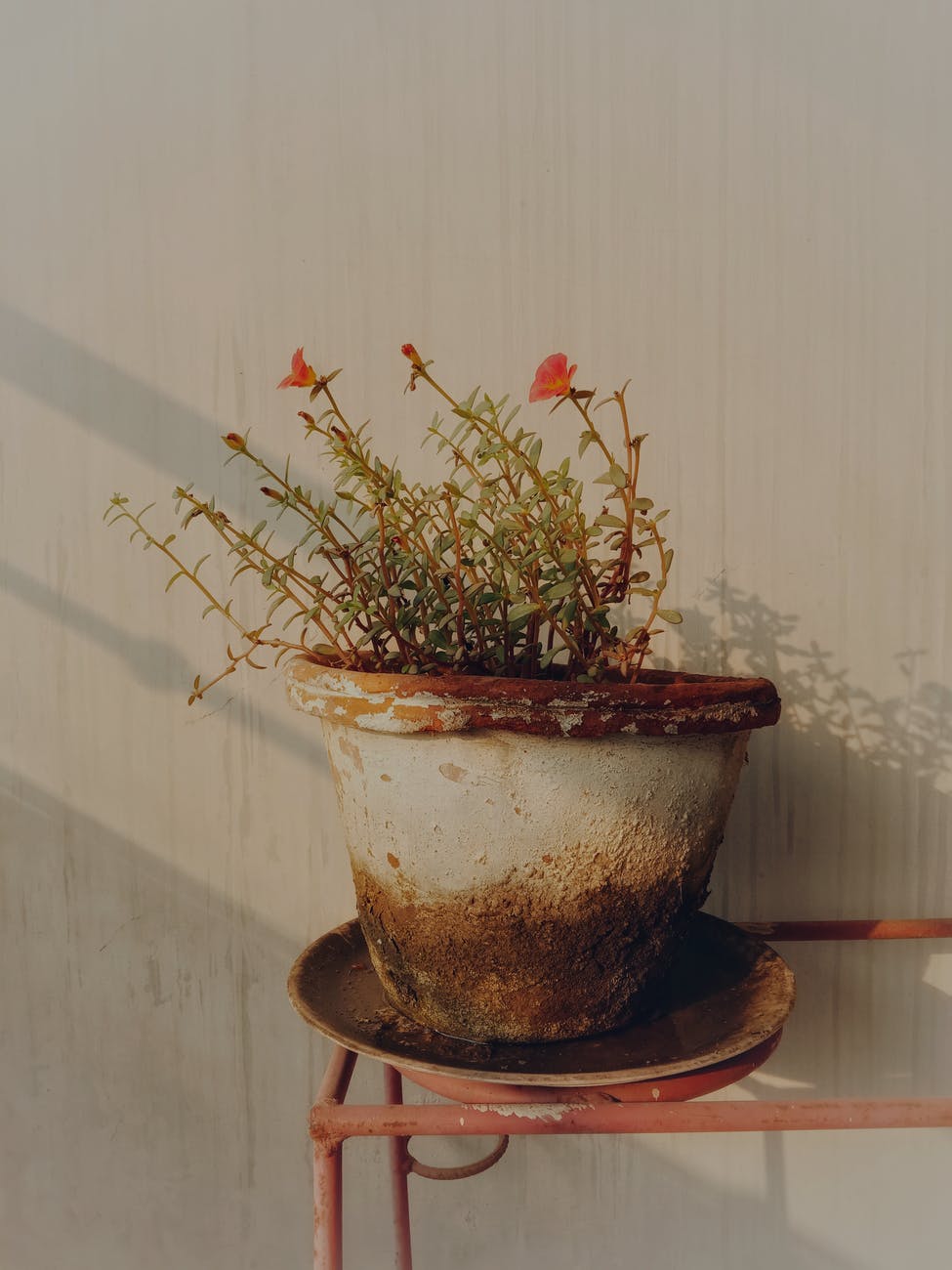 a flowering plant on a pot