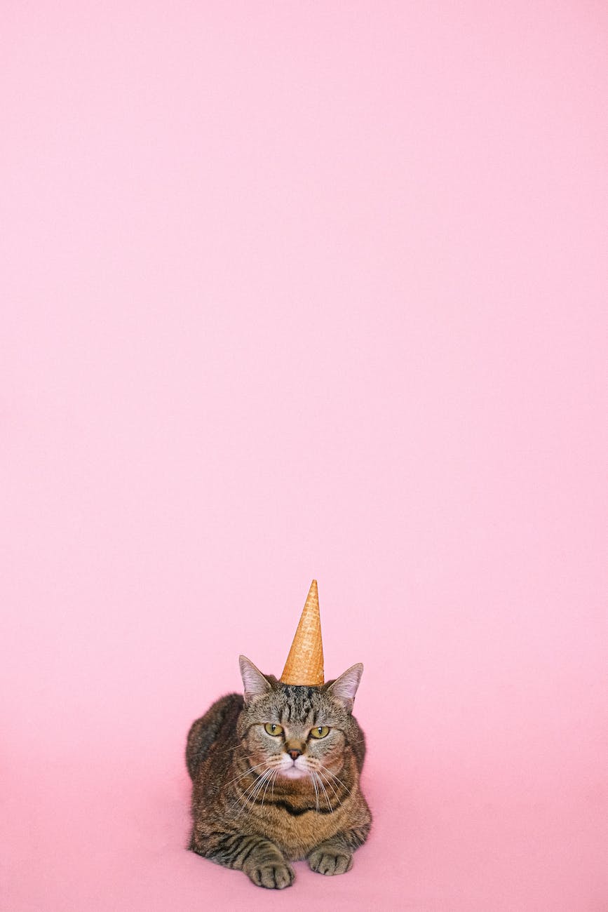 cute brown tabby cat wearing party hat
