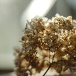 white and brown flowers in close up photography