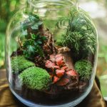clear glass terrarium jar with mossy plants
